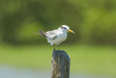 Trinta-réis-anão - Sternula superciliaris