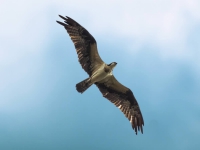 Águia-pescadora - Pandion haliaetus