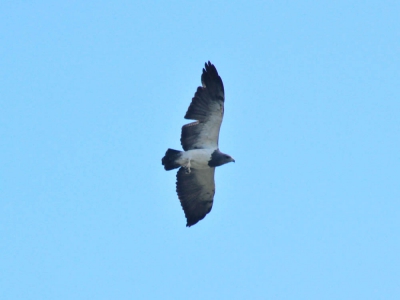 Águia-chilena - Buteo melanoleucus