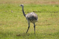 Ema - Rhea americana