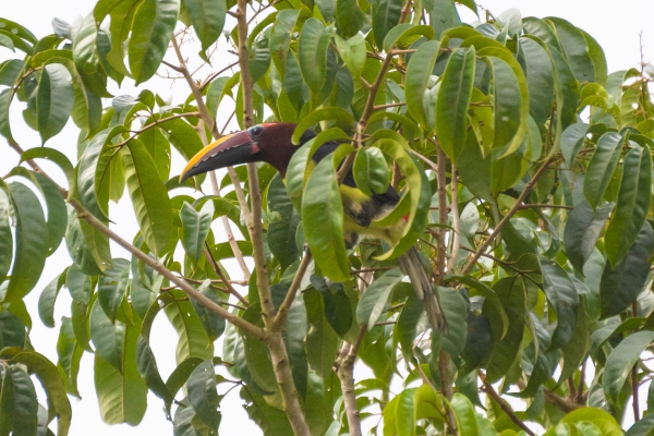 Araçari-miudinho - Pteroglossus viridis