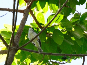 Saíra-de-chapéu-preto - Nemosia pileata