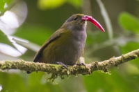 Ferro-velho - Euphonia pectoralis - Fêmea