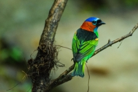 Saíra-militar - Tangara cyanocephala