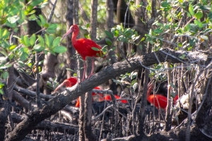 Guará Retorna ao Paraná