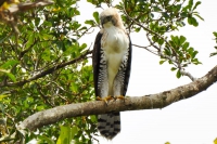 Gavião-de-penacho -Spizaetus ornatus