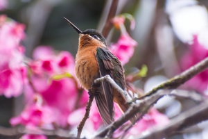 Beija-flor-rubi - Clytolaema rubricauda - Fêmea