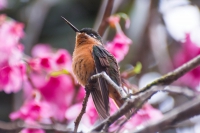 Beija-flor-rubi - Clytolaema rubricauda - Fêmea