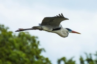 Garça-moura - Ardea cocoi