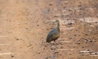 Codorna-amarela - Nothura maculosa