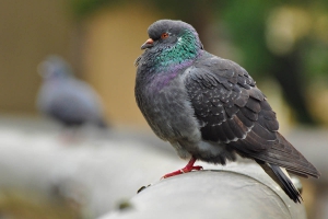 Pombo-doméstico - Columba livia