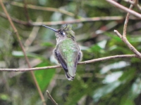 Beija-flor-de-topete - Stephanoxis lalandi - Fêmea