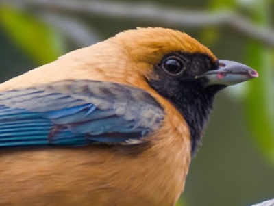 Saíra-amarela - Tangara cayana