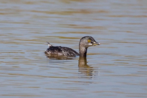 Mergulhão-pequeno - Tachybaptus dominicus