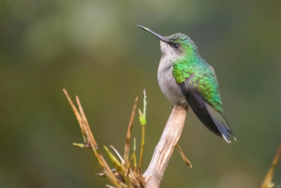 Beija-flor-de-fronte-violeta - Thalurania glaucopis - Fêmea