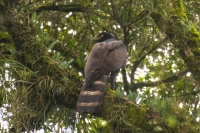 Gavião-pega-macaco - Spizaetus tyrannus