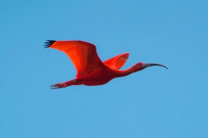 Guará - Eudocimus ruber