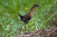Sanã-parda - Laterallus melanophaius