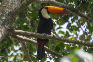Tucanuçu - Ramphastos toco