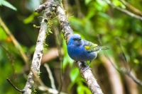 Sanhaçu-de-encontro-amarelo - Thraupis ornata