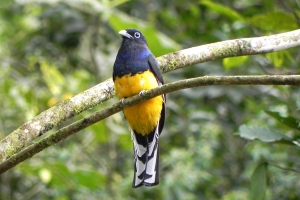 Surucuá-grande-de-barriga-amarela - Trogon viridis