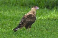Caracará - Caracara plancus