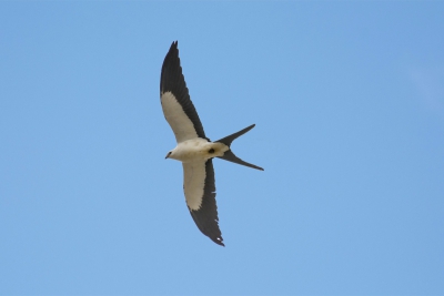 Gavião-tesoura - Elanoides forficatus