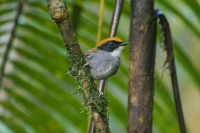 Cuspidor-de-márcara-preta - Conopophaga melanops