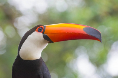 Tucanuçu - Ramphastos toco